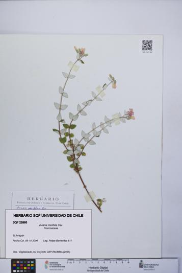 Viviania marifolia [Espécimen: UCH:SQF:0022865]