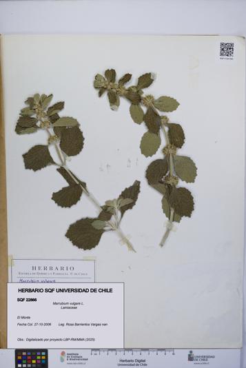 Marrubium vulgare [Espécimen: UCH:SQF:0022866]