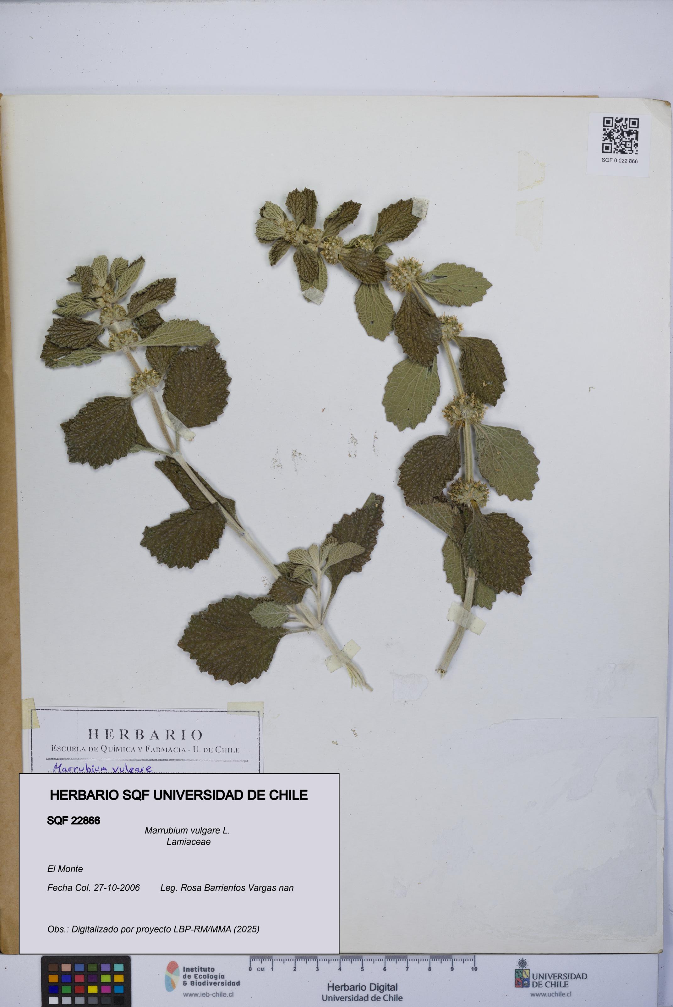 Marrubium vulgare [Espécimen: UCH:SQF:0022866]