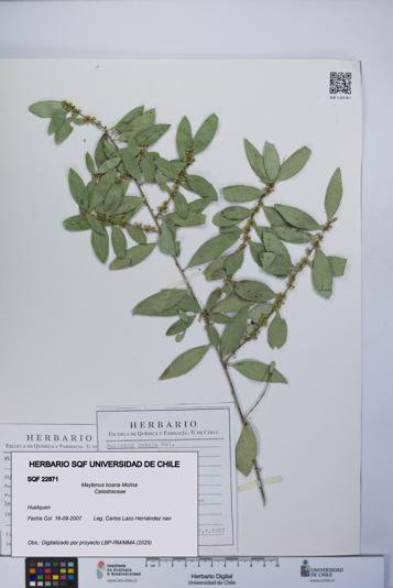Maytenus boaria [Espécimen: UCH:SQF:0022871]