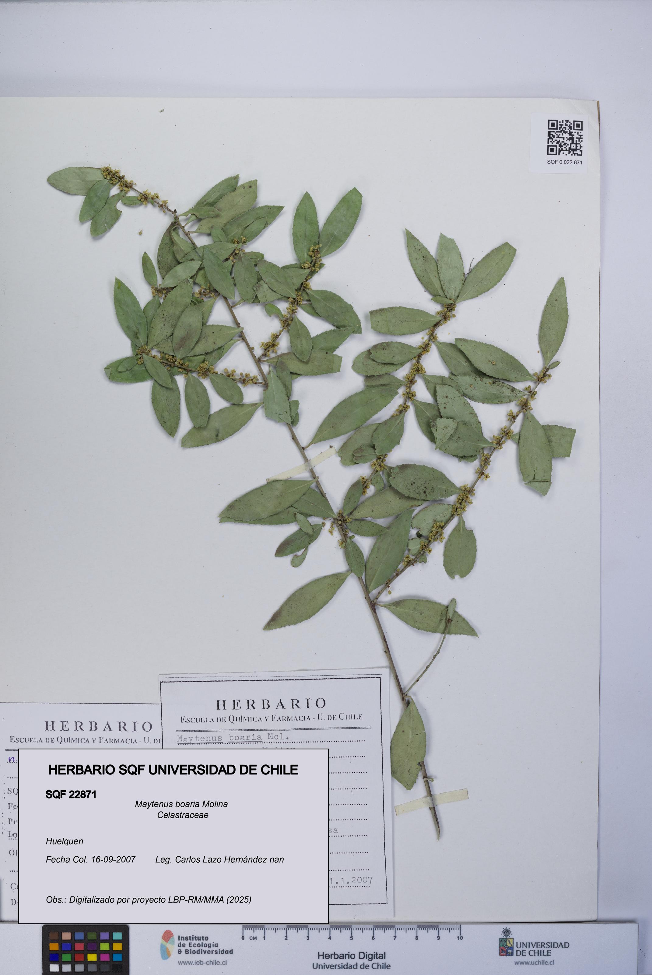 Maytenus boaria [Espécimen: UCH:SQF:0022871]