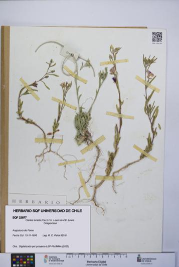 Clarkia tenella [Espécimen: UCH:SQF:0022877]