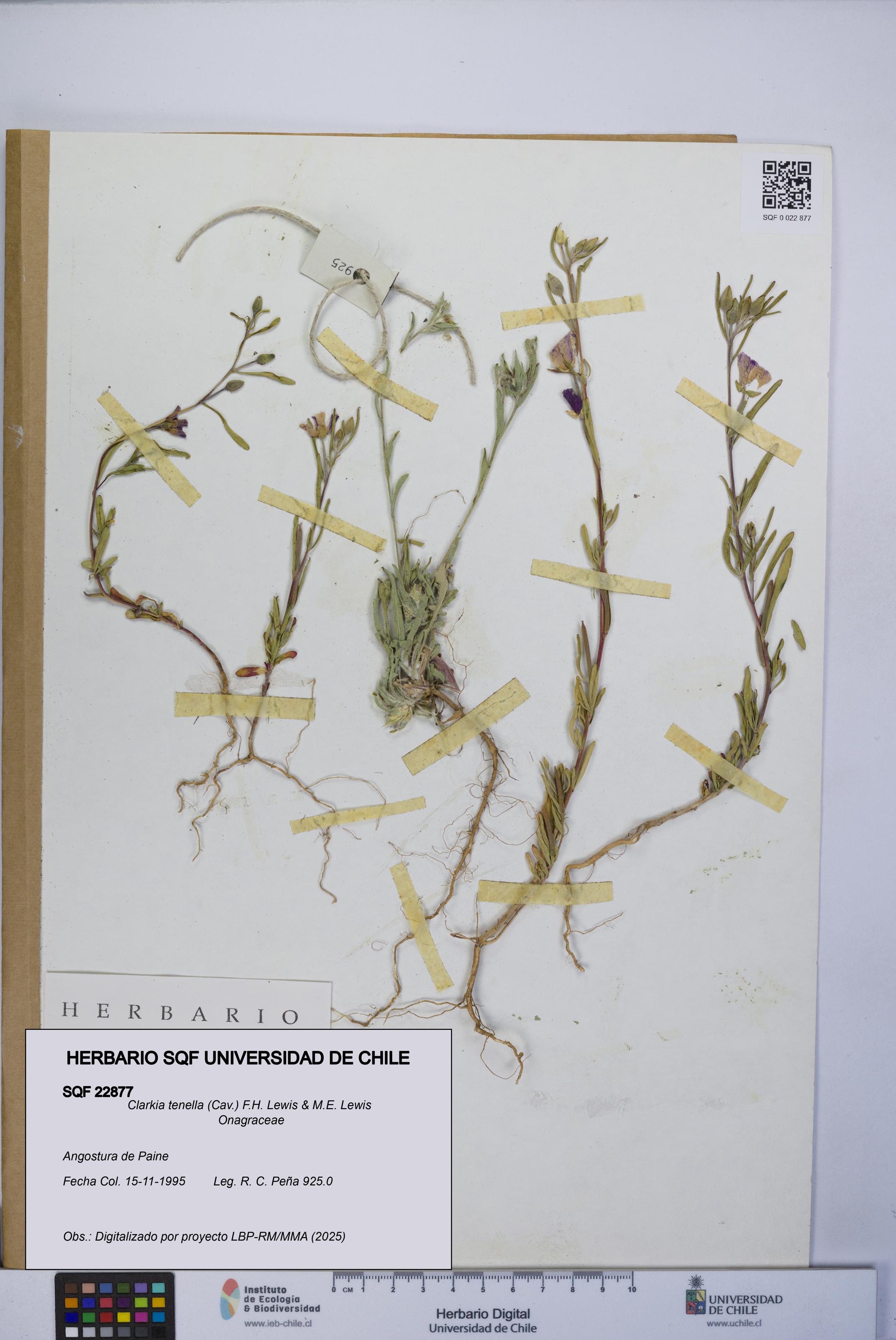 Clarkia tenella [Espécimen: UCH:SQF:0022877]