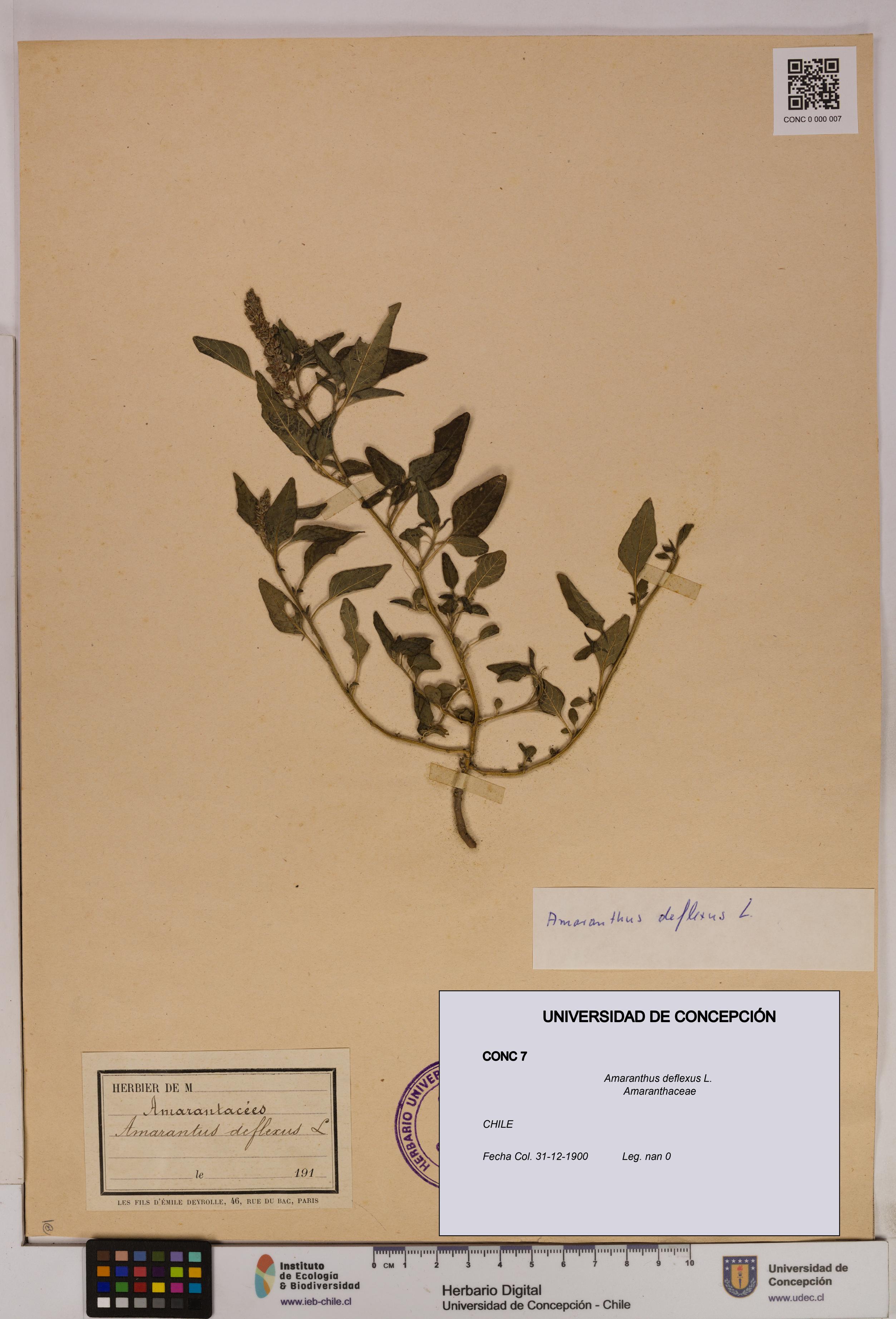Amaranthus deflexus [Espécimen: UDEC:CONC:0000007]