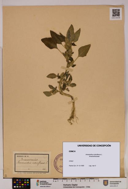 Amaranthus retroflexus [Espécimen: UDEC:CONC:0000008]