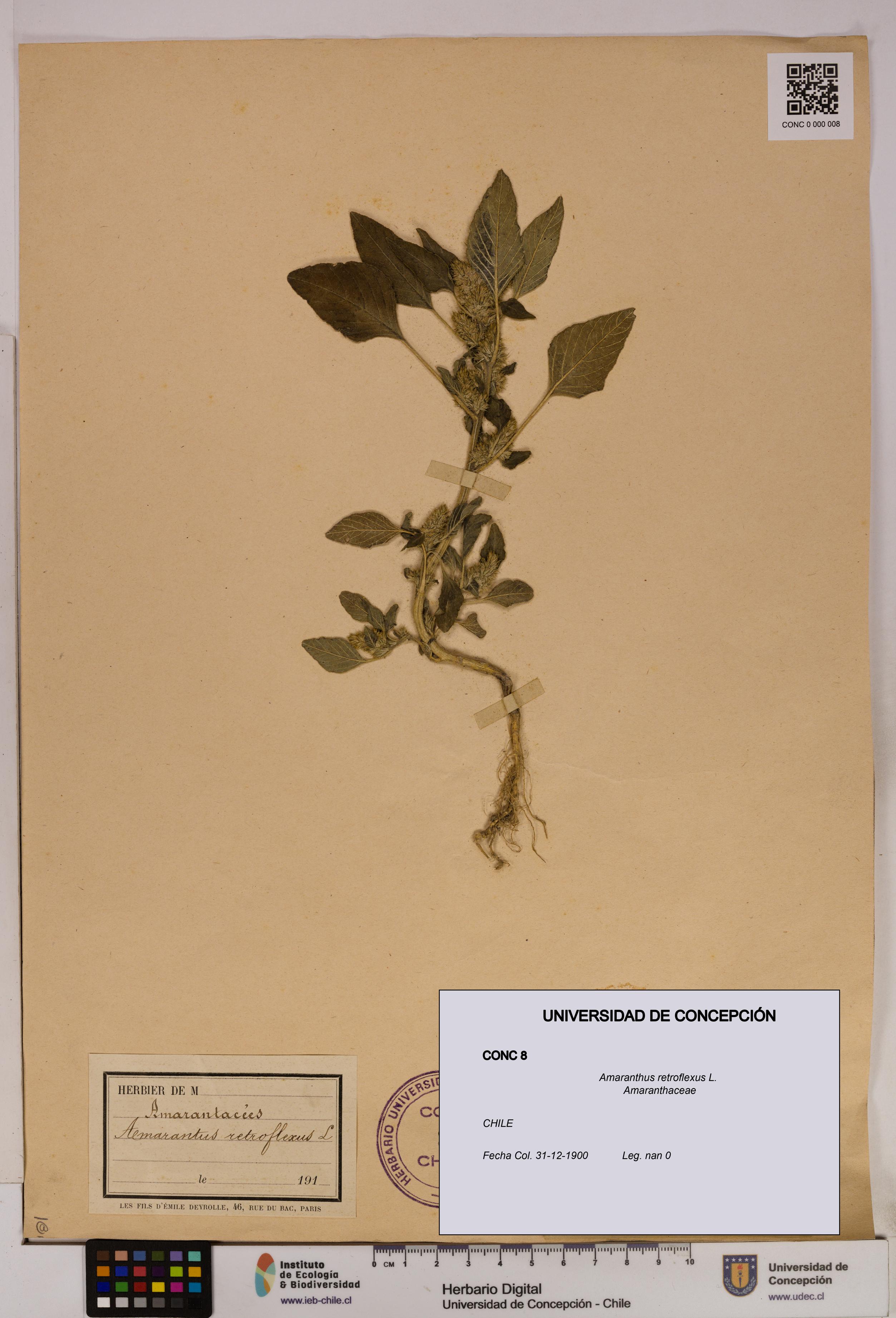 Amaranthus retroflexus [Espécimen: UDEC:CONC:0000008]