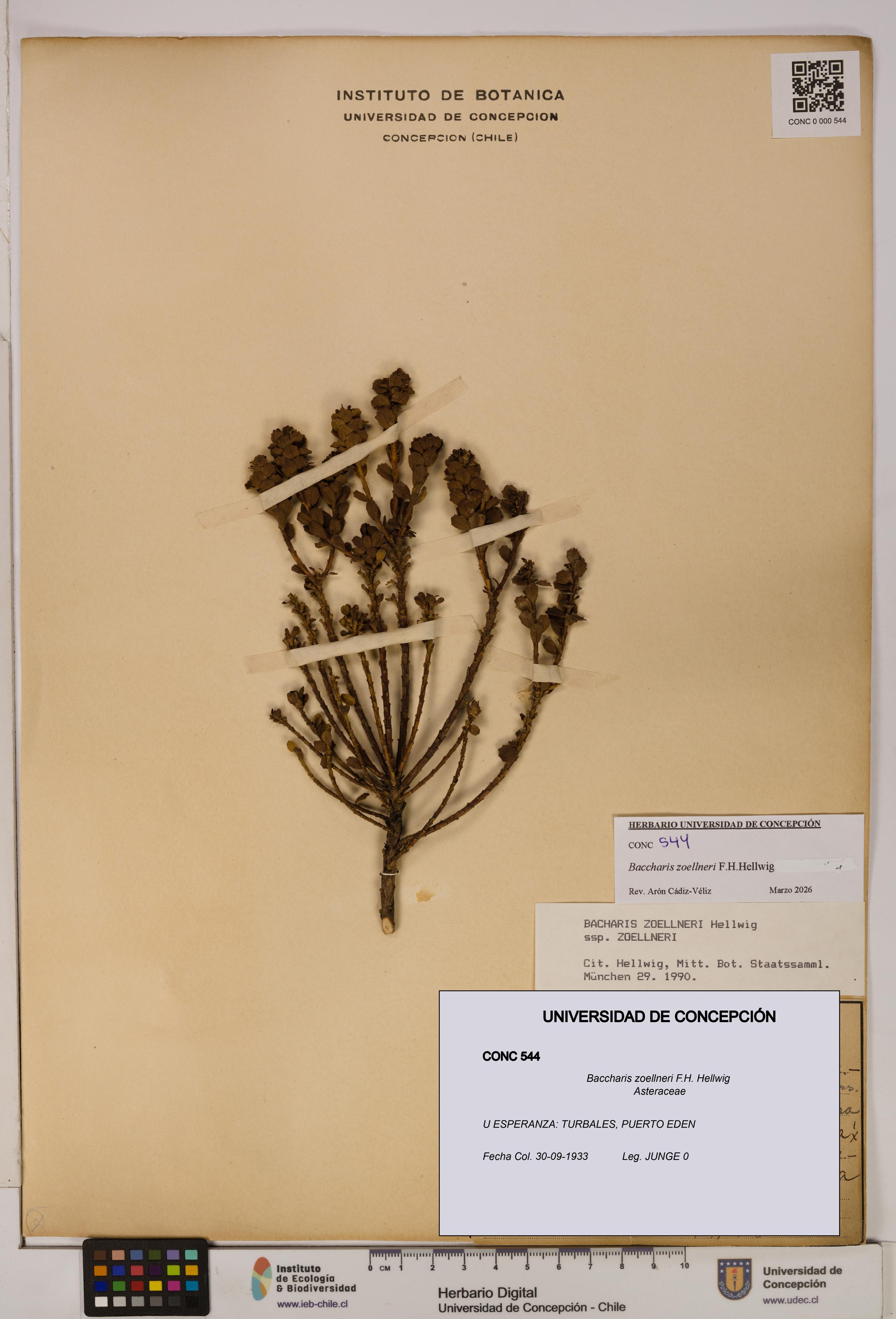 Baccharis zoellneri [Espécimen: UDEC:CONC:0000544]