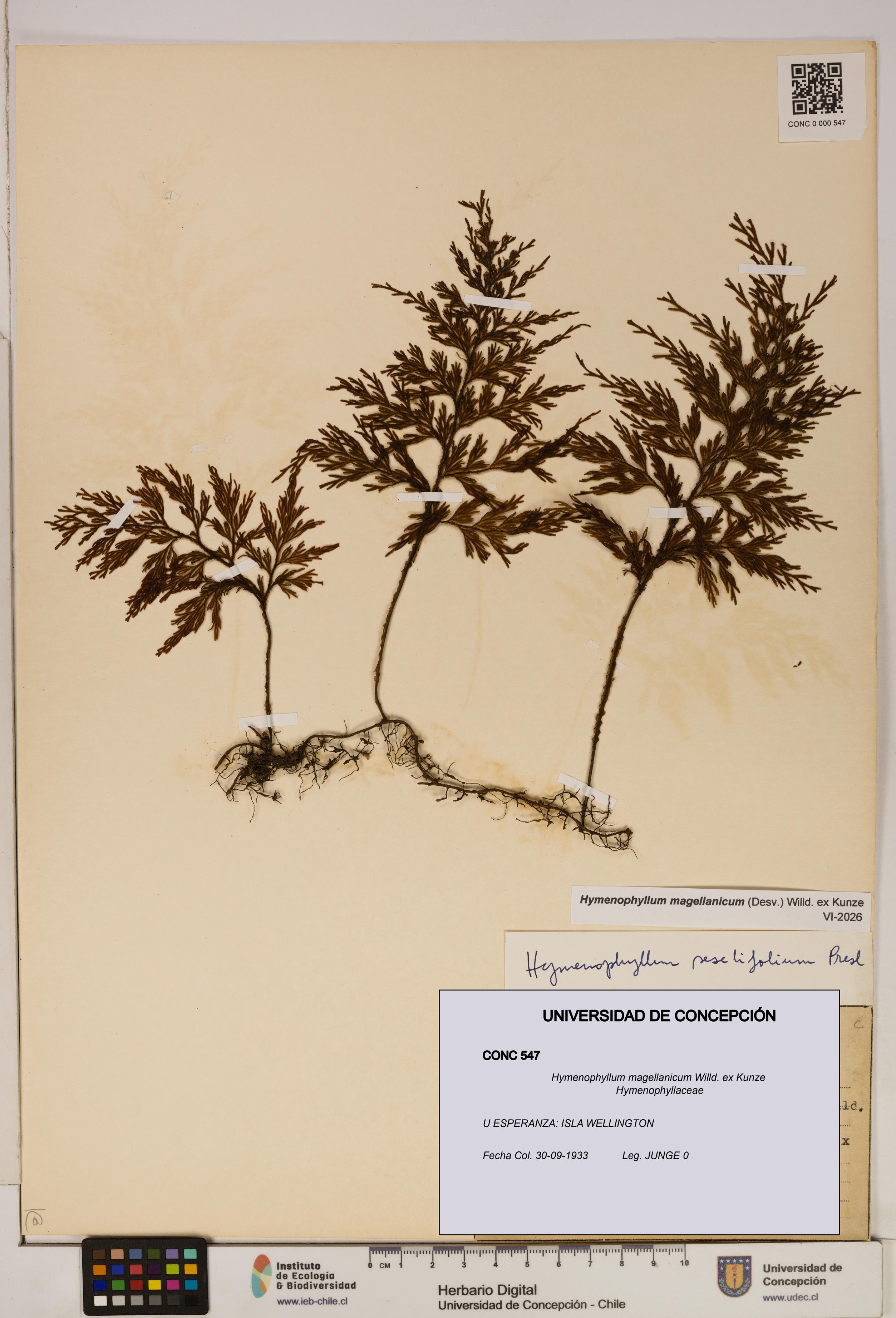 Hymenophyllum magellanicum [Espécimen: ]
