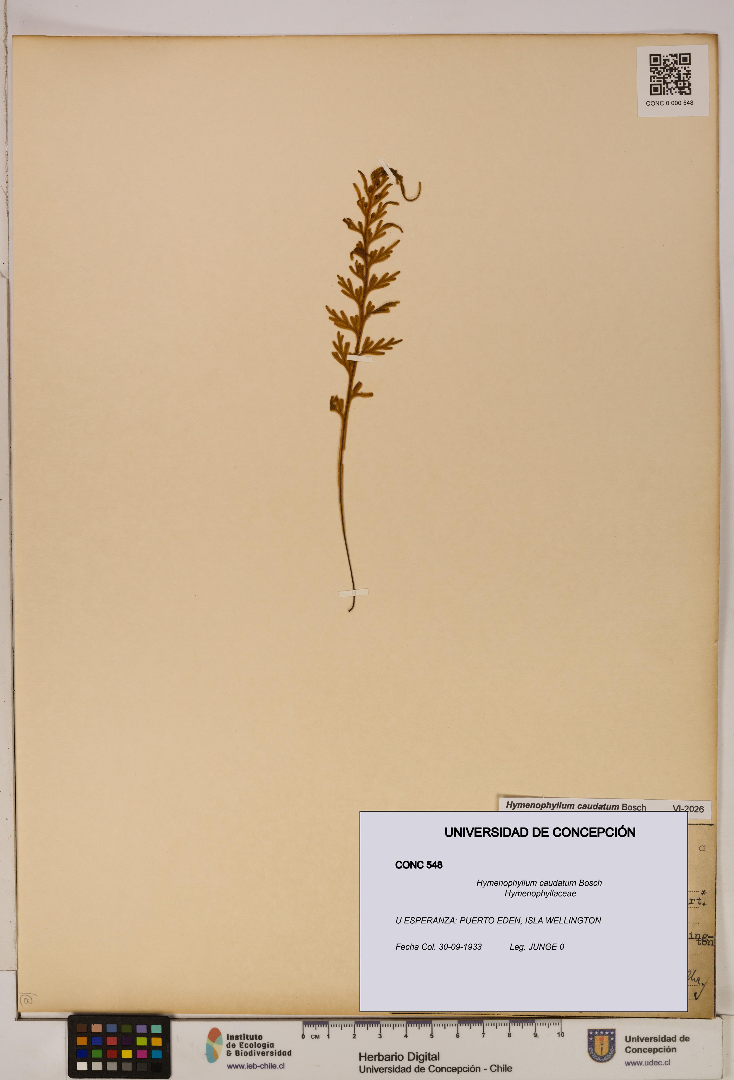 Hymenophyllum caudatum [Espécimen: UDEC:CONC:0000548]