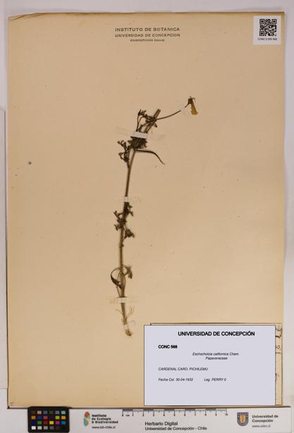 Eschscholzia californica [Espécimen: UDEC:CONC:0000568]