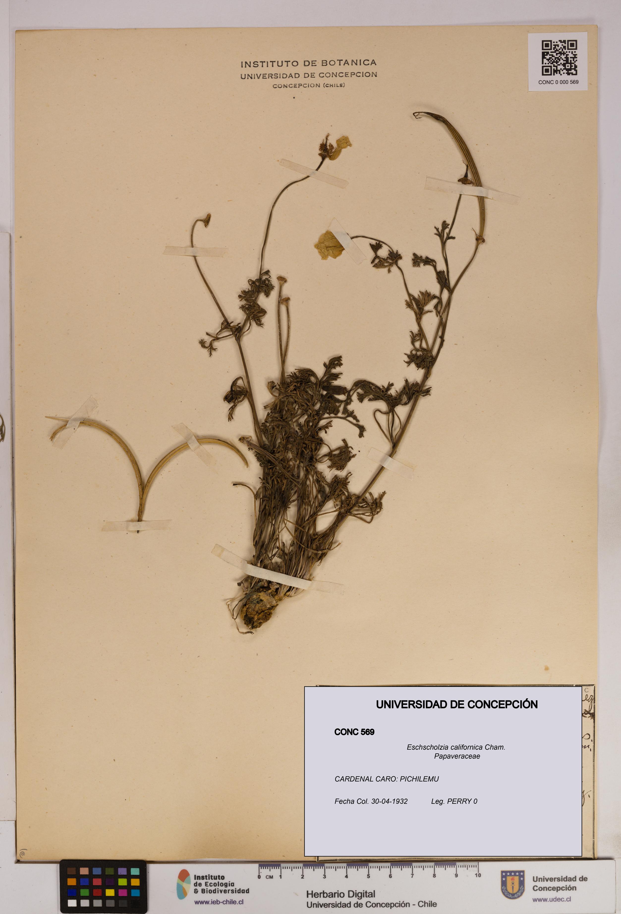 Eschscholzia californica [Espécimen: UDEC:CONC:0000569]