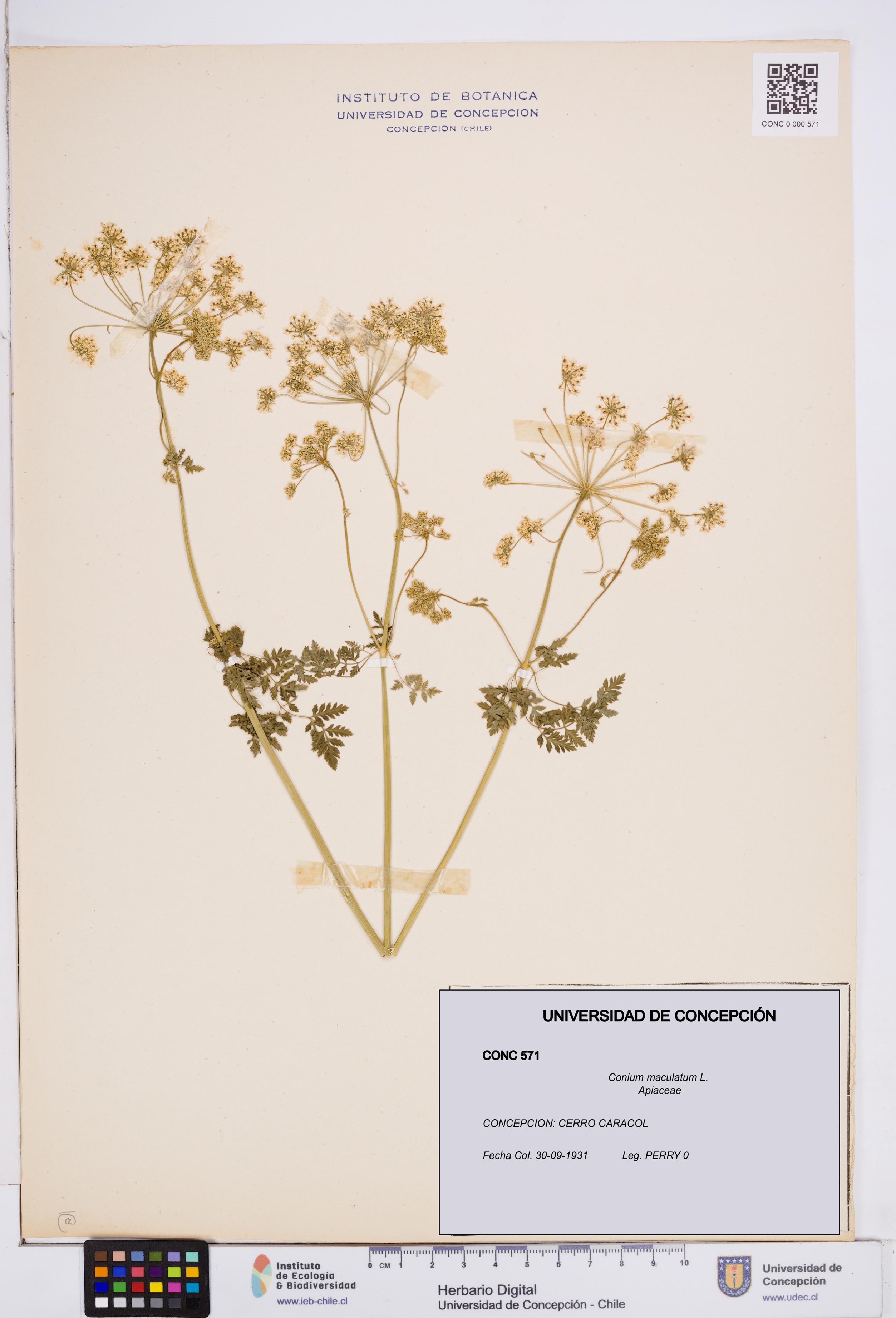 Conium maculatum [Espécimen: ]