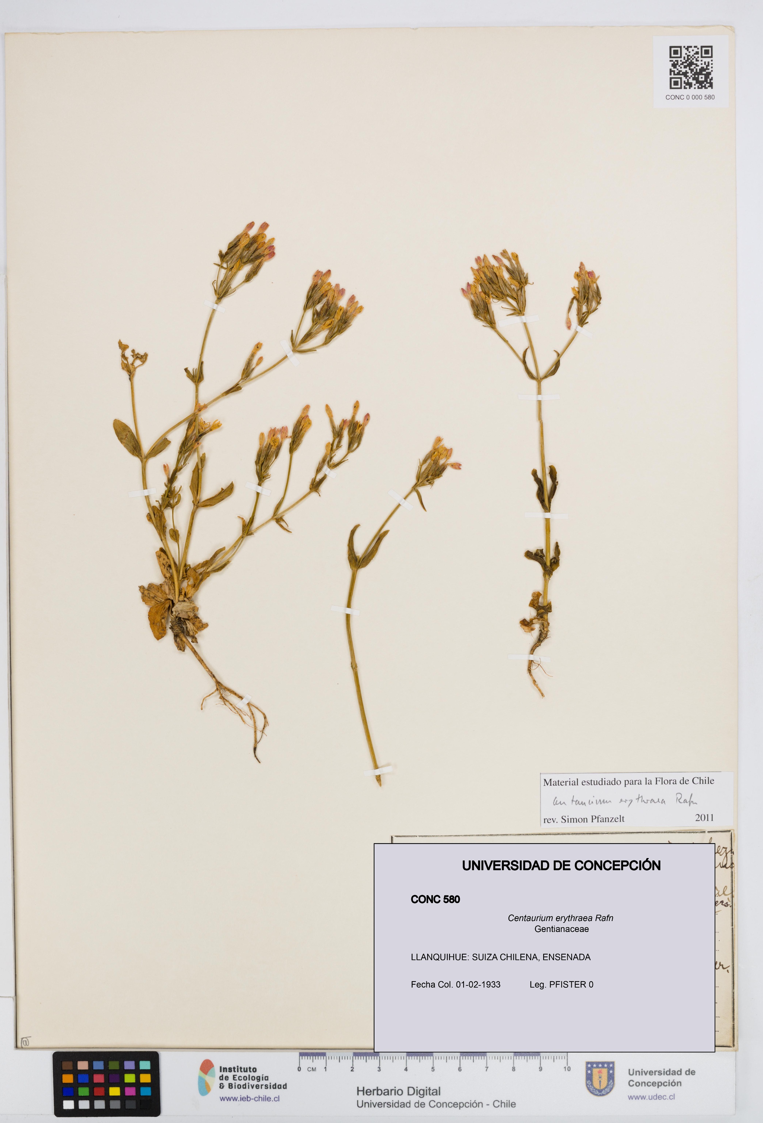 Centaurium erythraea [Espécimen: UDEC:CONC:0000580]