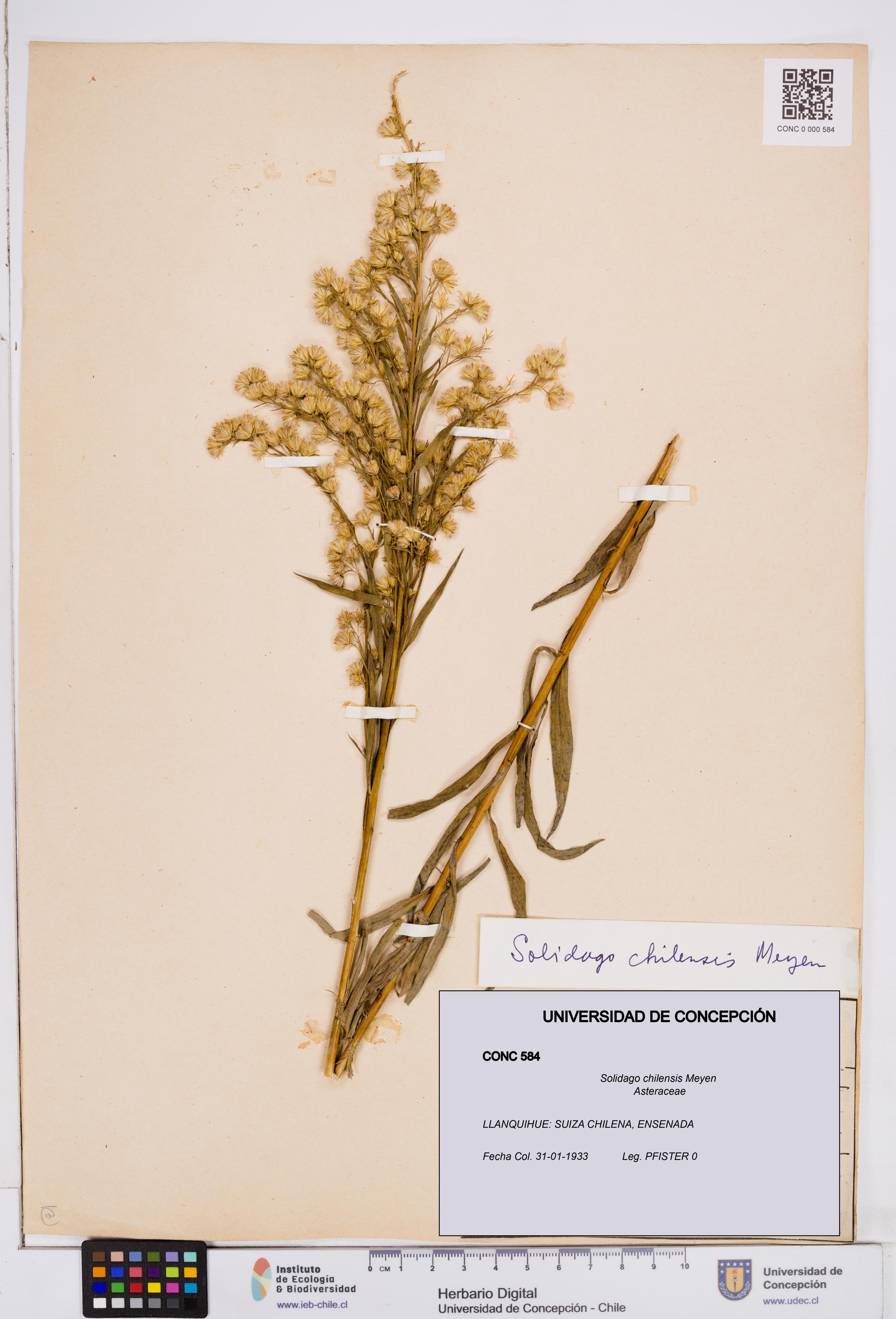 Solidago chilensis [Espécimen: ]