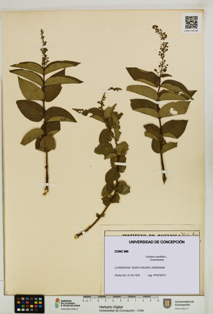 Coriaria ruscifolia [Espécimen: ]
