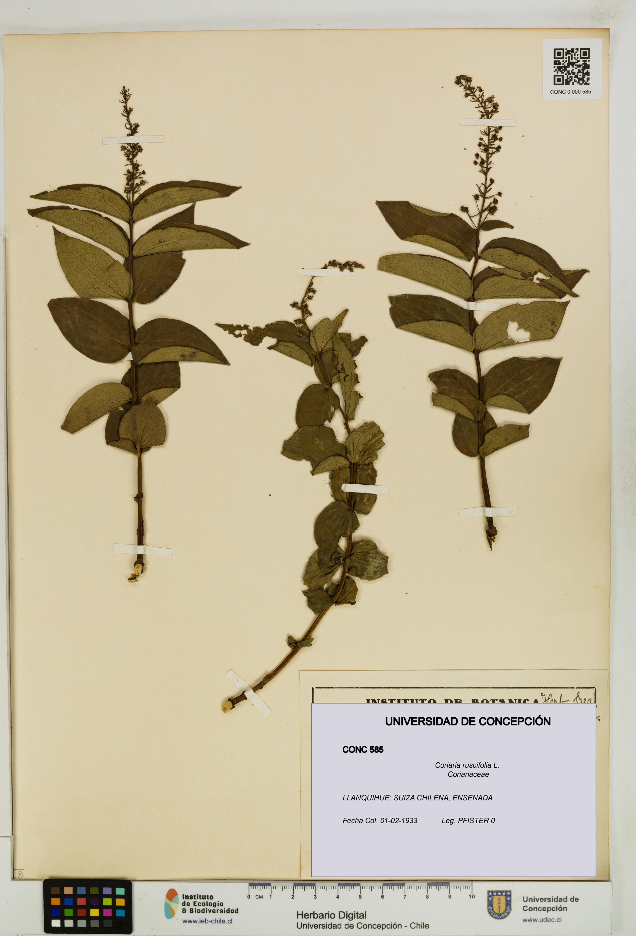 Coriaria ruscifolia [Espécimen: ]
