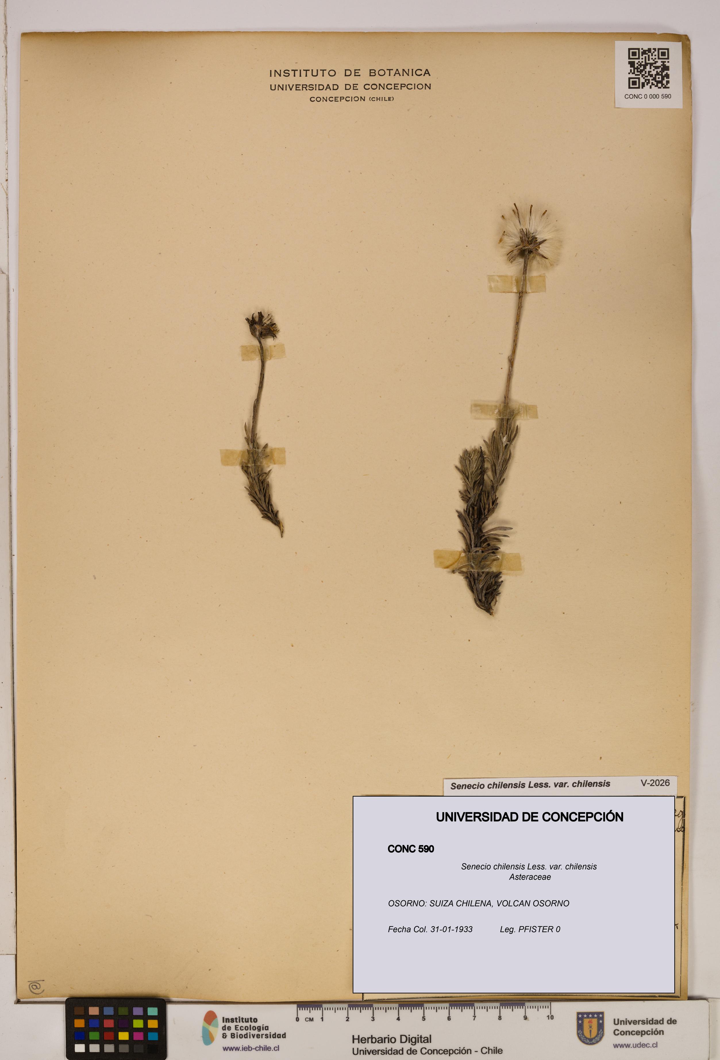 Senecio chilensis var. chilensis [Espécimen: UDEC:CONC:0000590]