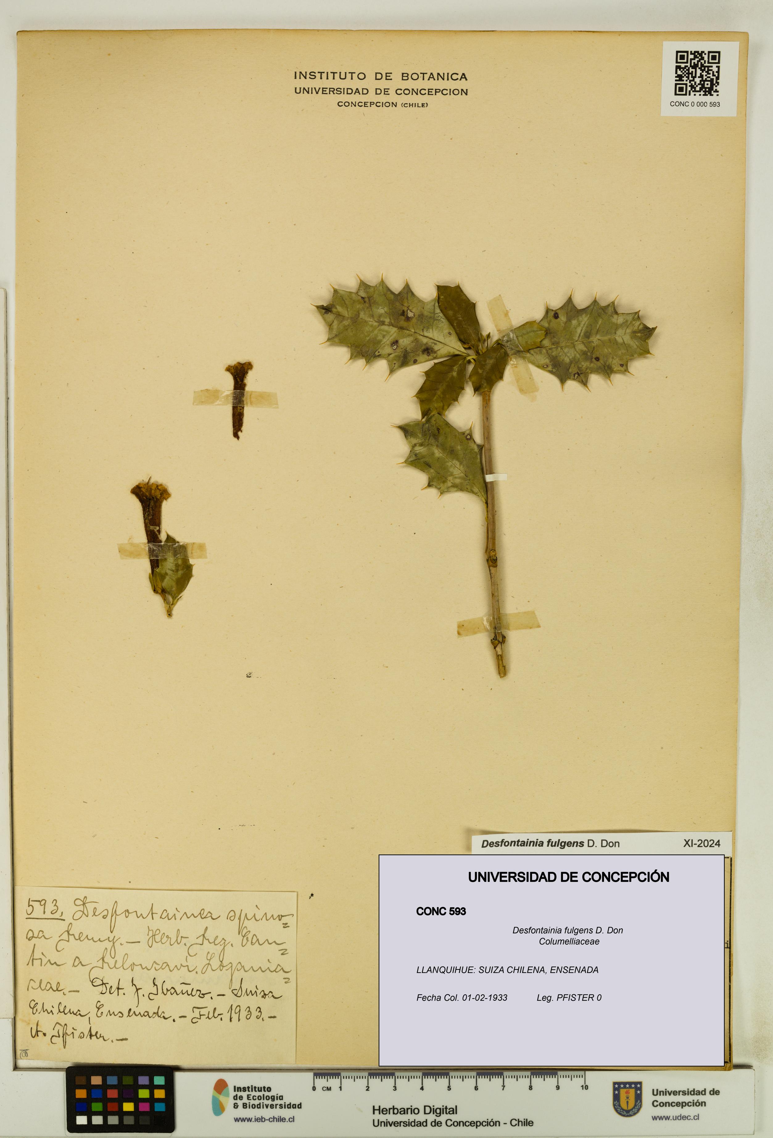 Desfontainia fulgens [Espécimen: UDEC:CONC:0000593]