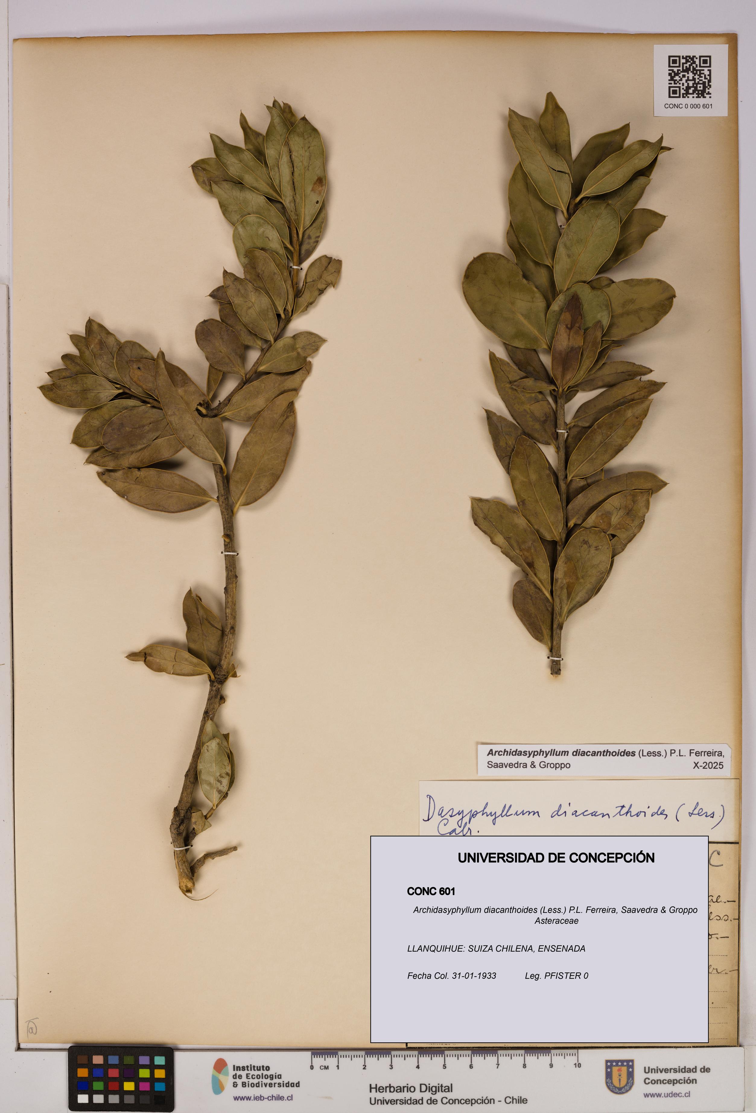 Archidasyphyllum diacanthoides [Espécimen: UDEC:CONC:0000601]