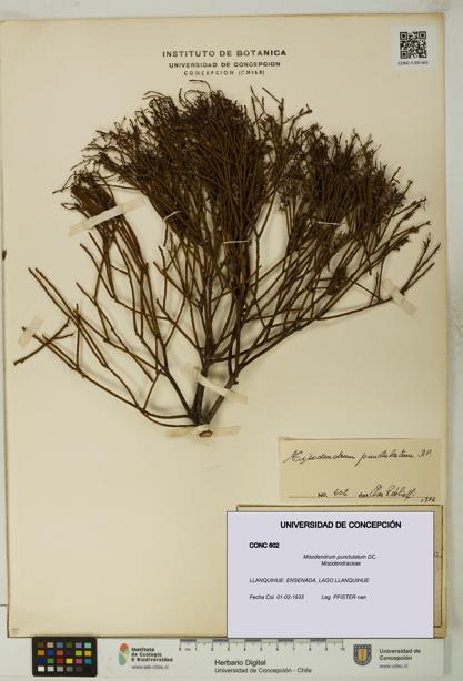 Misodendrum punctulatum [Espécimen: UDEC:CONC:0000602]