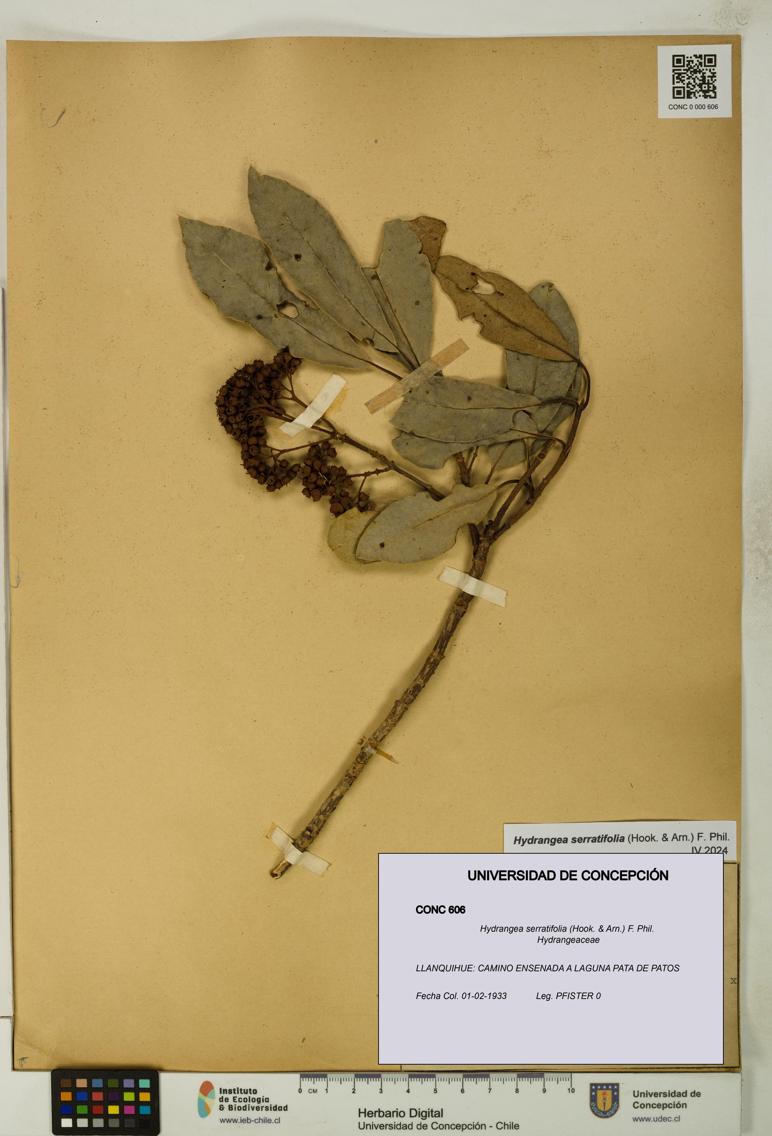 Hydrangea serratifolia [Espécimen: UDEC:CONC:0000606]