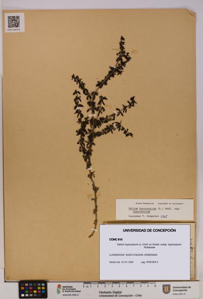 Galium hypocarpium subsp. hypocarpium [Espécimen: UDEC:CONC:0000610]