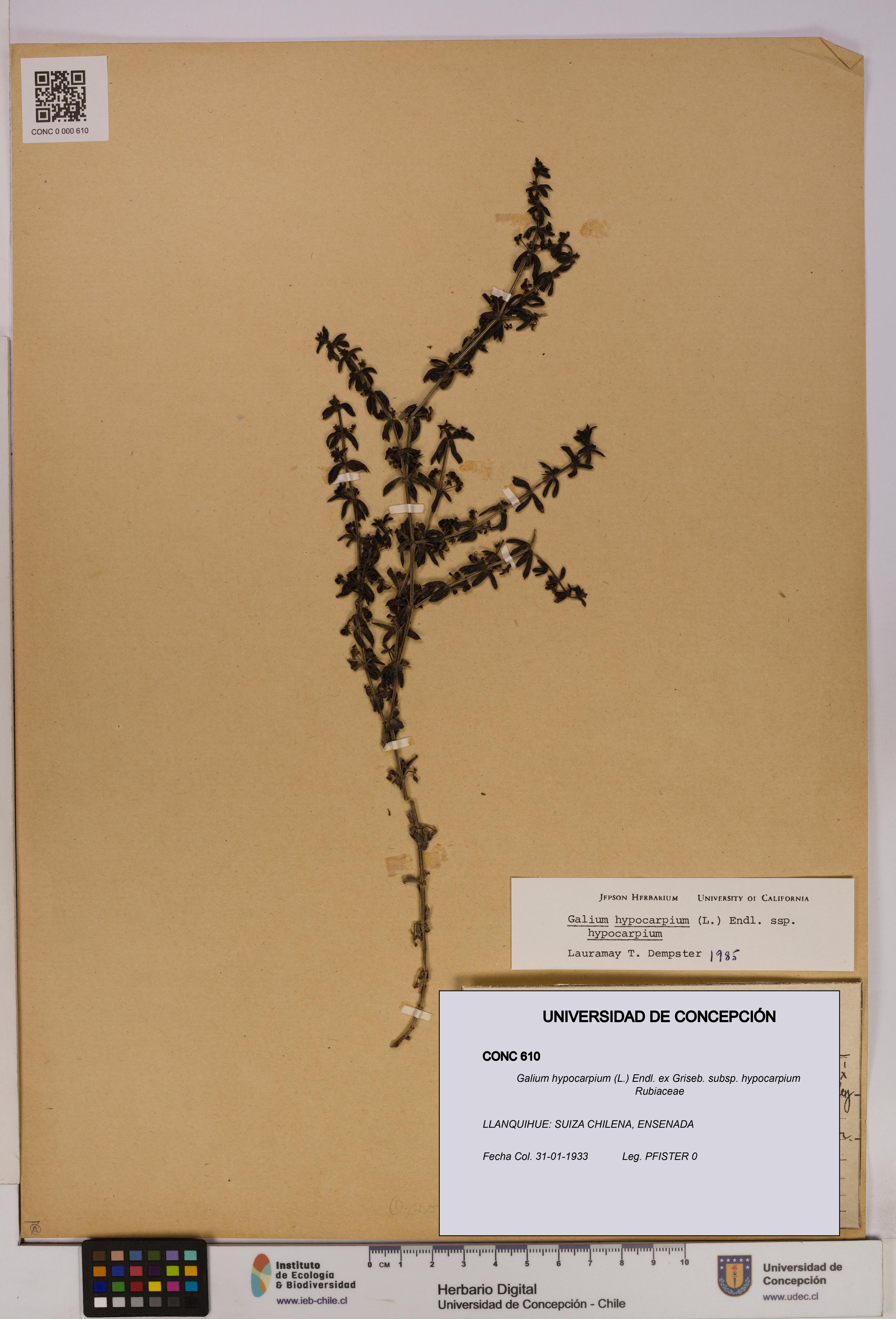 Galium hypocarpium subsp. hypocarpium [Espécimen: UDEC:CONC:0000610]
