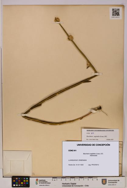 Baccharis sagittalis [Espécimen: UDEC:CONC:0000611]