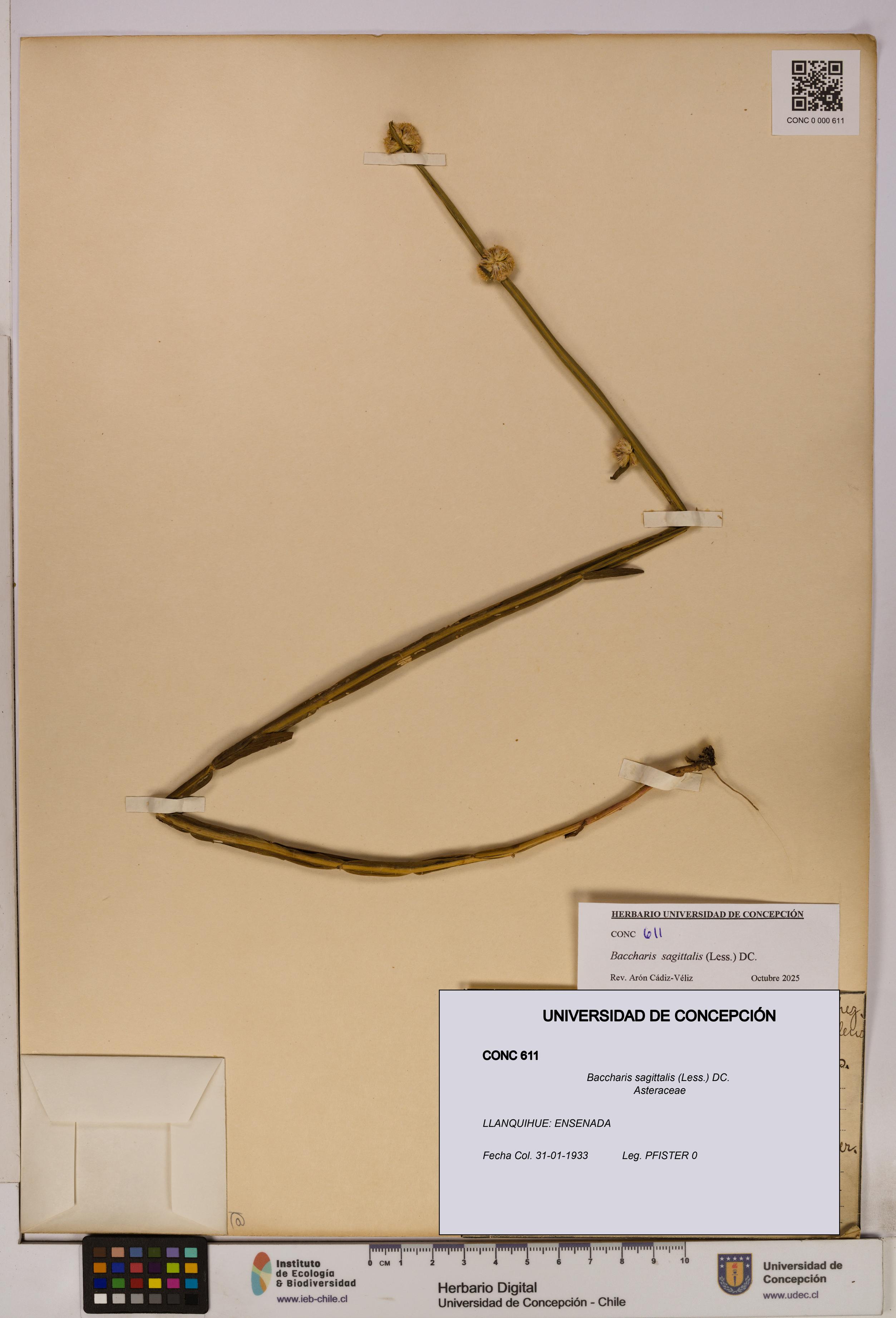 Baccharis sagittalis [Espécimen: UDEC:CONC:0000611]