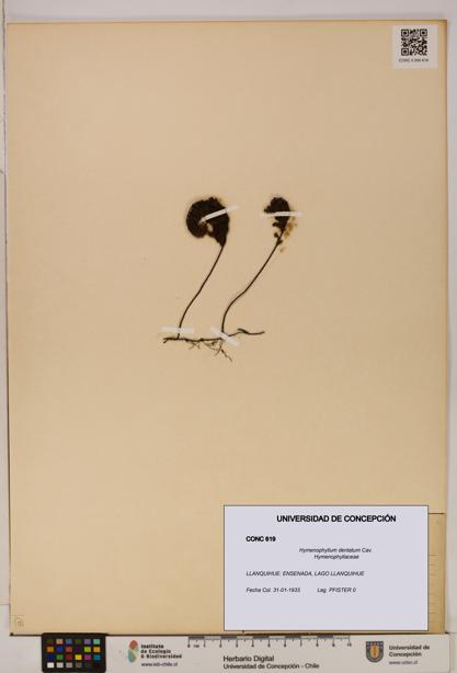 Hymenophyllum dentatum [Espécimen: UDEC:CONC:0000619]