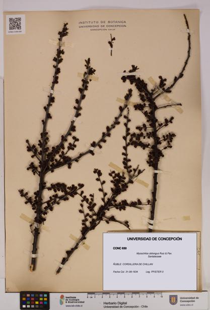 Myoschilos oblongus [Espécimen: UDEC:CONC:0000630]