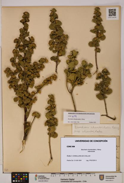 Baccharis rhomboidalis [Espécimen: UDEC:CONC:0000639]