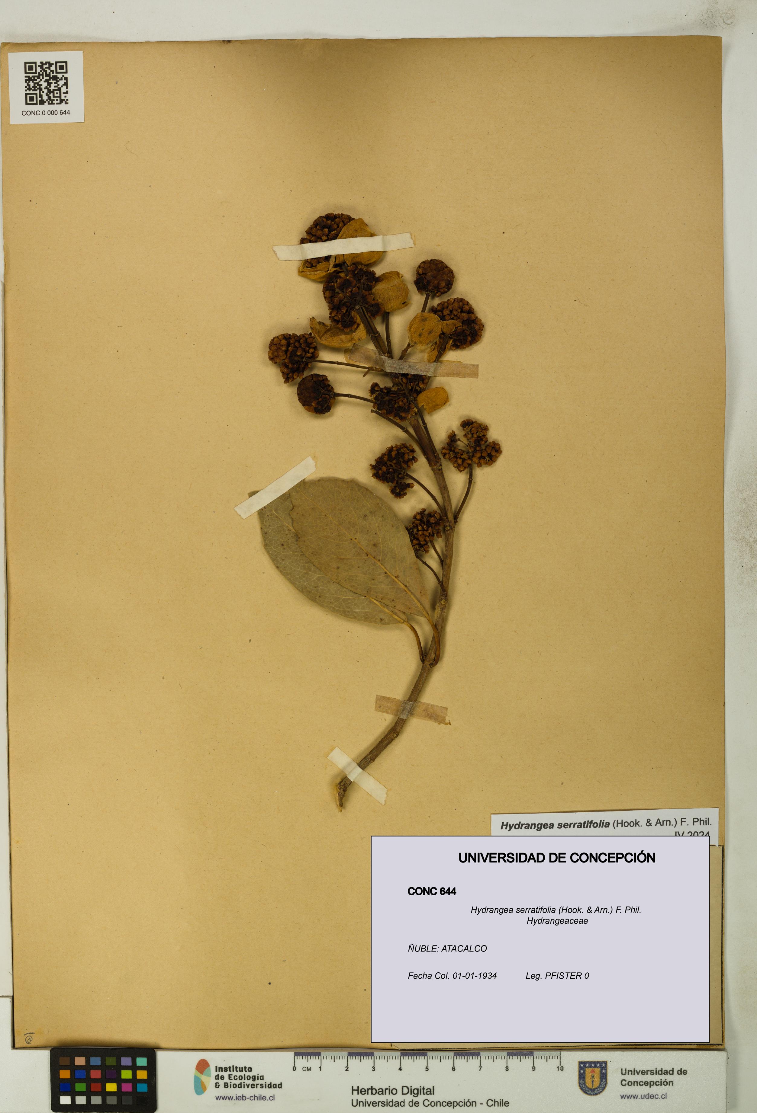 Hydrangea serratifolia [Espécimen: UDEC:CONC:0000644]