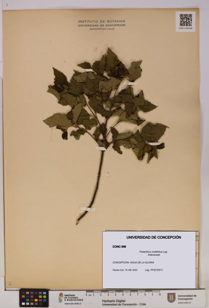 Podanthus ovatifolius [Espécimen: ]
