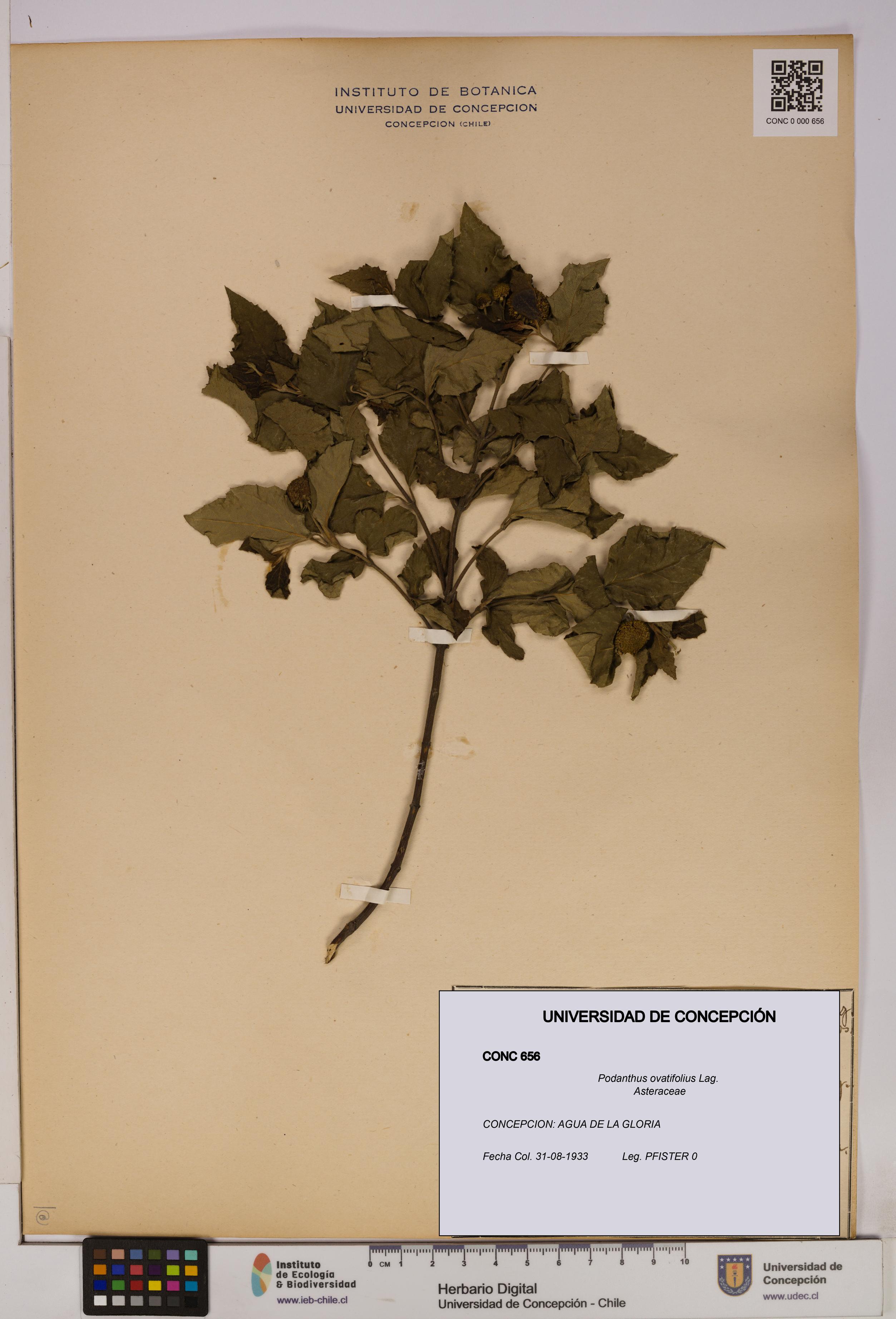Podanthus ovatifolius [Espécimen: ]