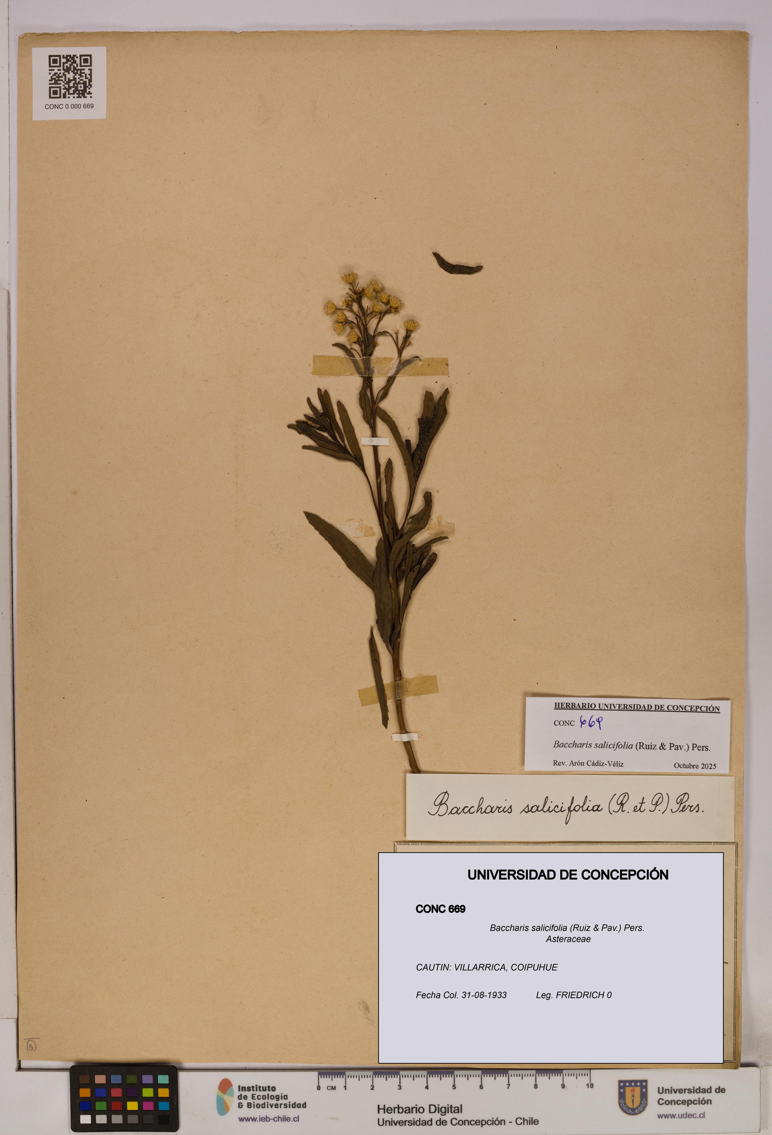 Baccharis salicifolia [Espécimen: UDEC:CONC:0000669]