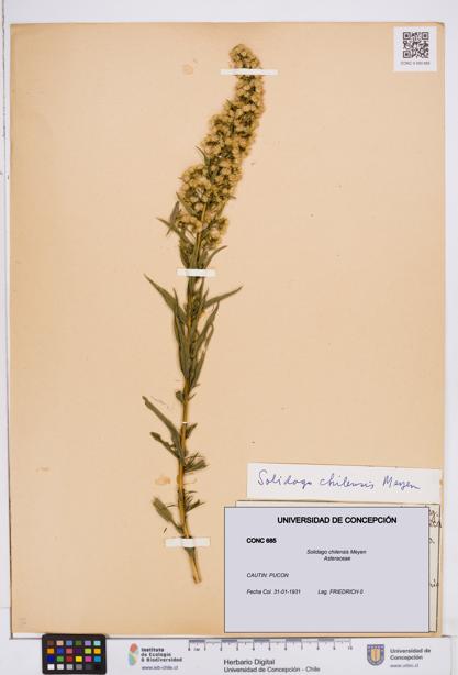 Solidago chilensis [Espécimen: ]