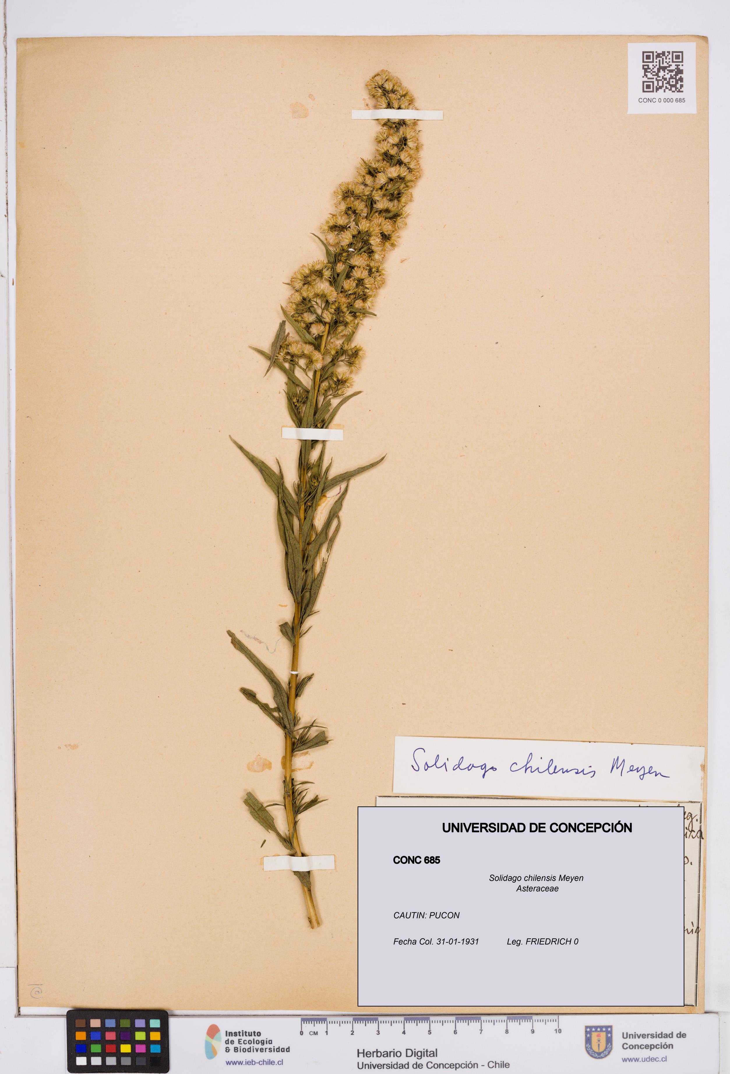 Solidago chilensis [Espécimen: ]
