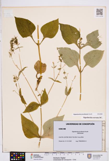 Sigesbeckia jorullensis [Espécimen: ]