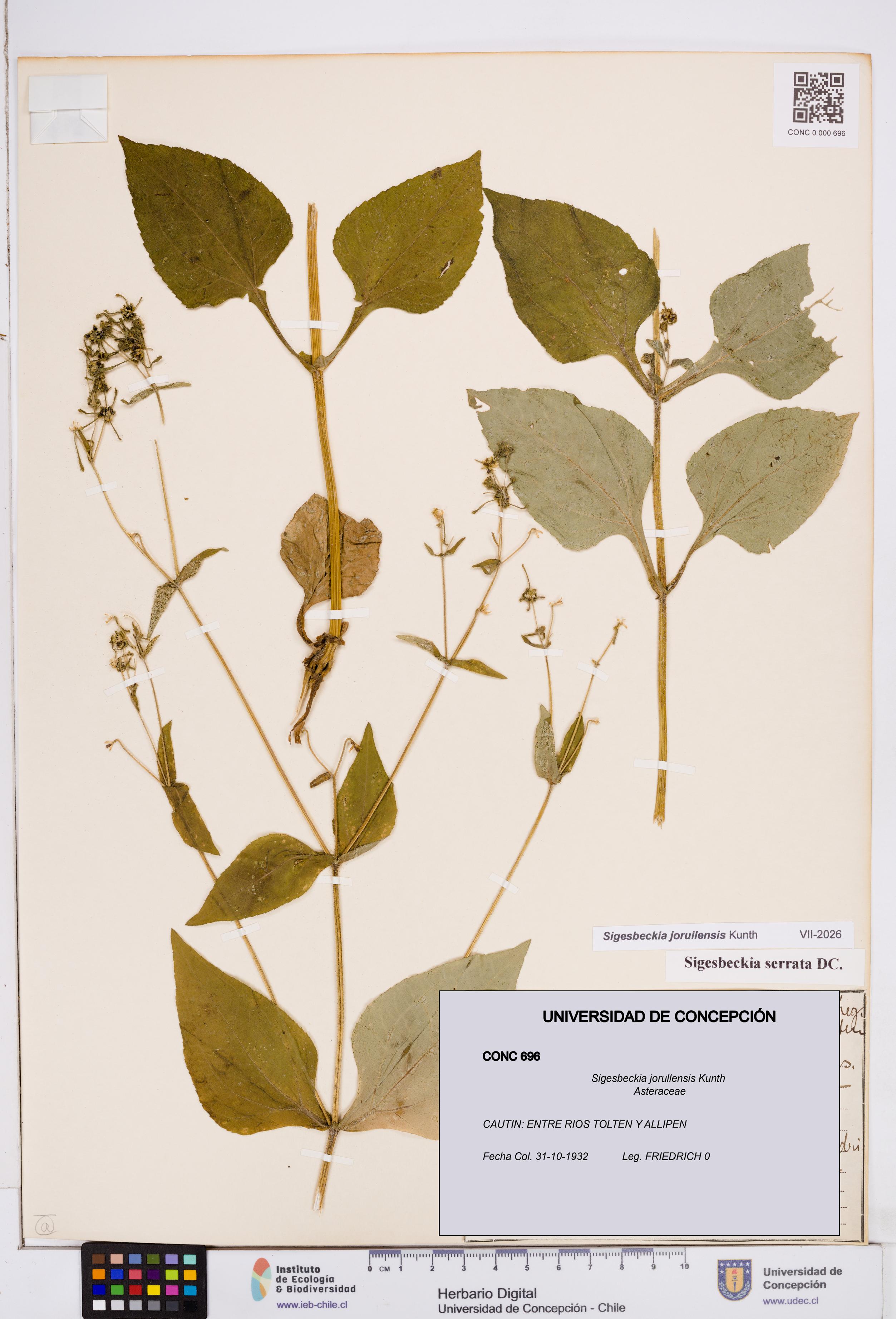 Sigesbeckia jorullensis [Espécimen: ]