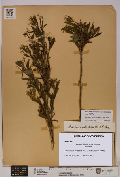 Baccharis salicifolia [Espécimen: UDEC:CONC:0000703]