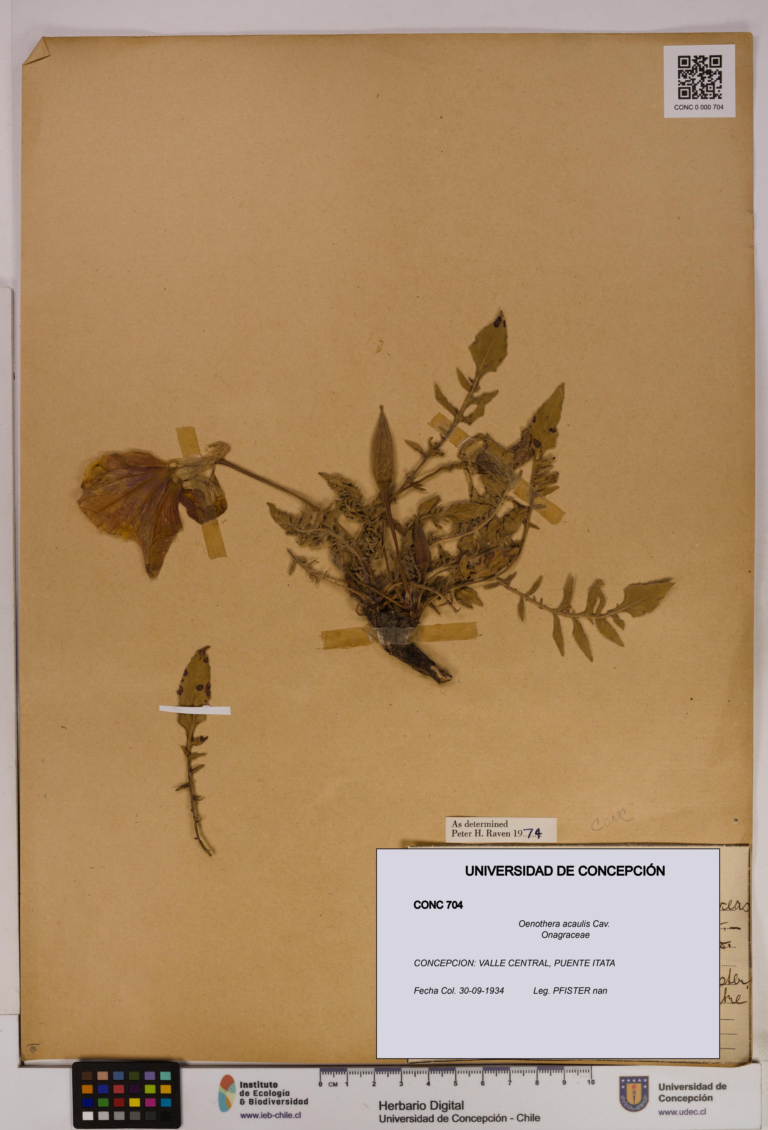 Oenothera acaulis [Espécimen: UDEC:CONC:0000704]