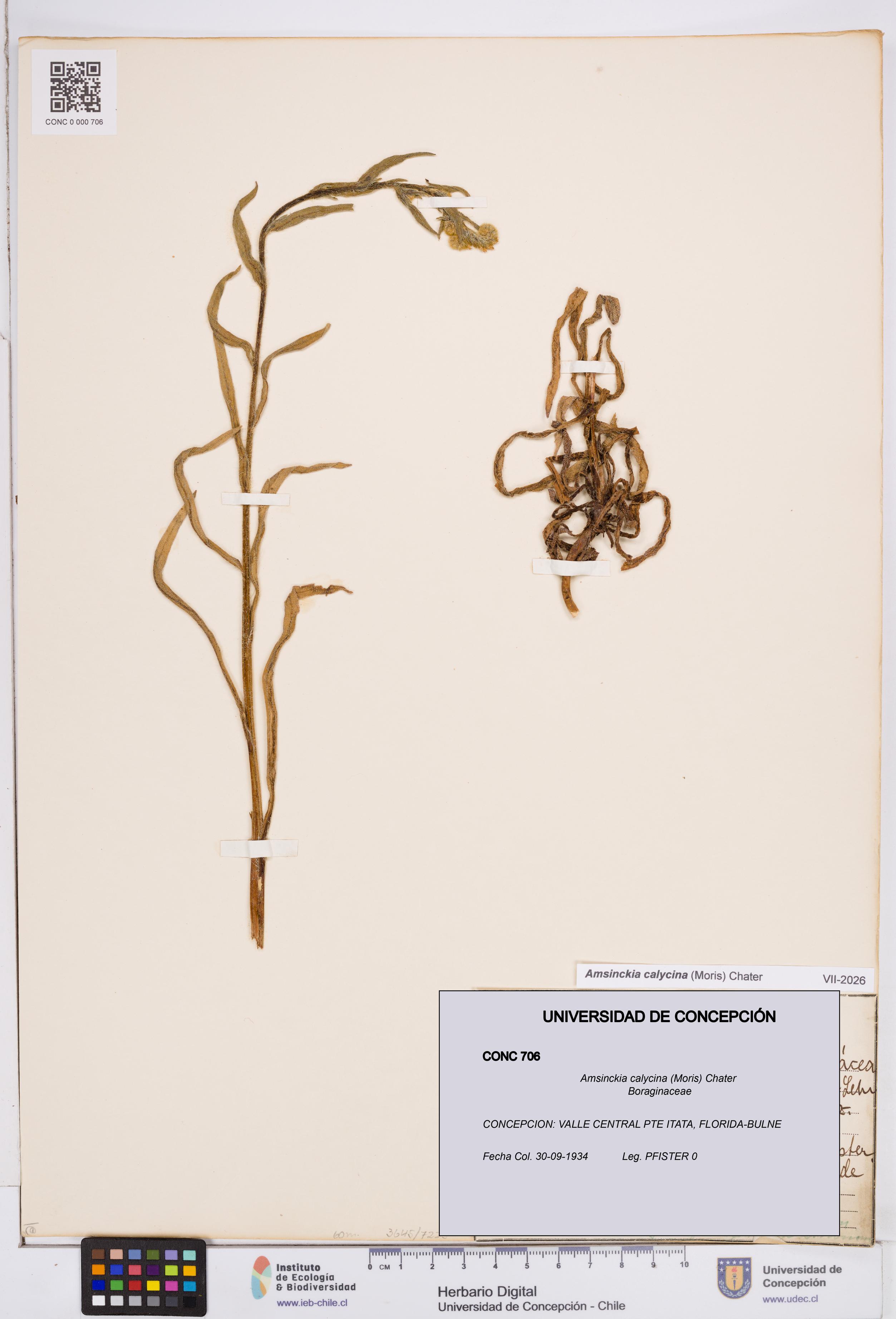 Amsinckia calycina [Espécimen: ]