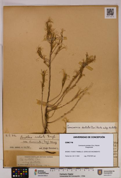 Camissonia dentata [Espécimen: UDEC:CONC:0000716]