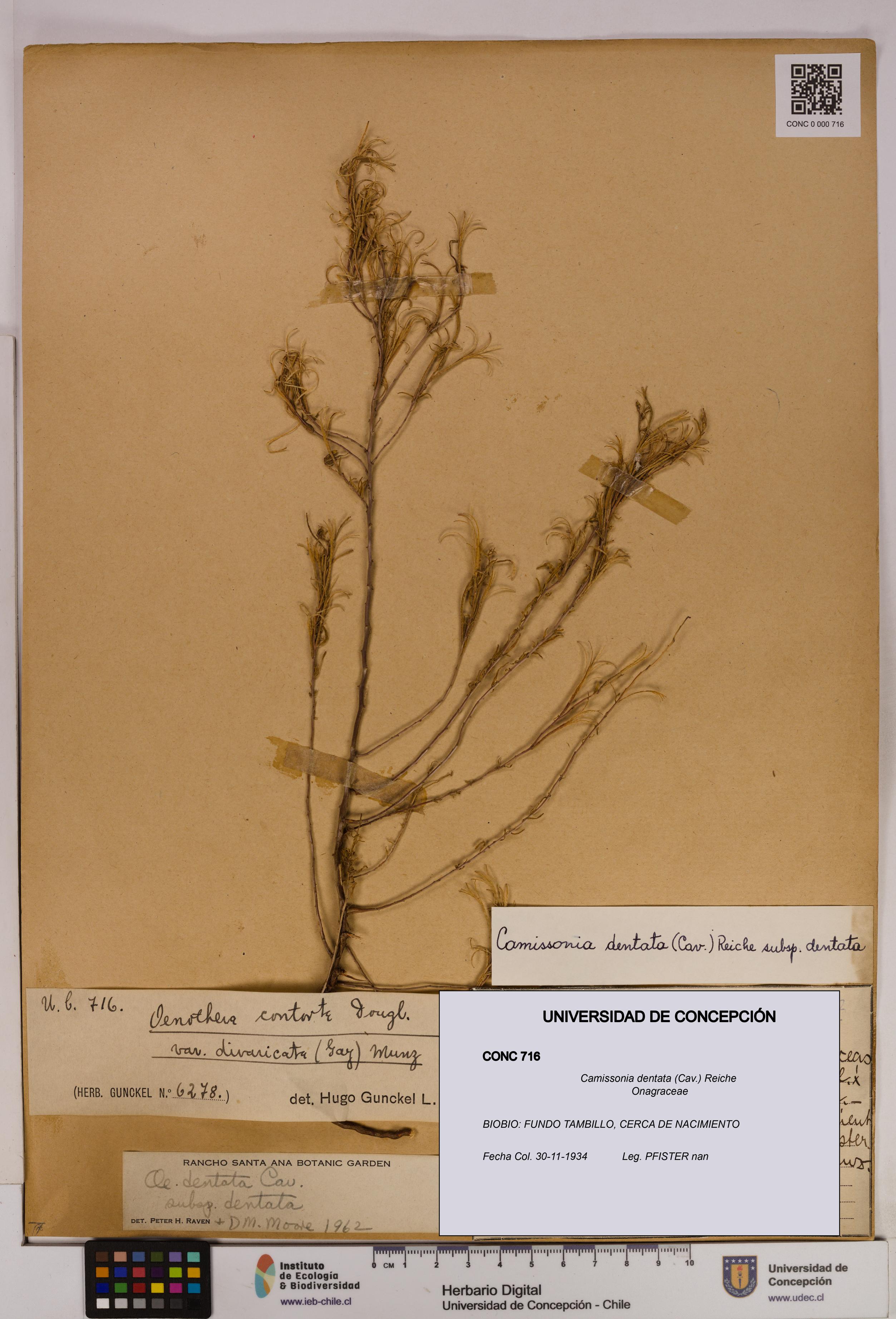 Camissonia dentata [Espécimen: UDEC:CONC:0000716]
