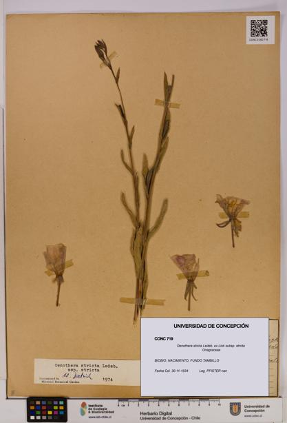 Oenothera stricta subsp. stricta [Espécimen: UDEC:CONC:0000719]