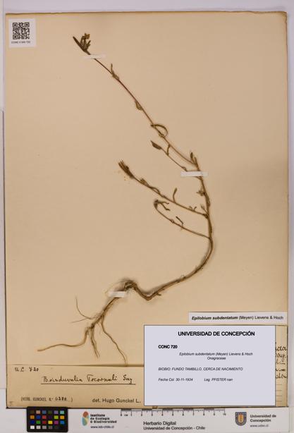 Epilobium subdentatum [Espécimen: UDEC:CONC:0000720]