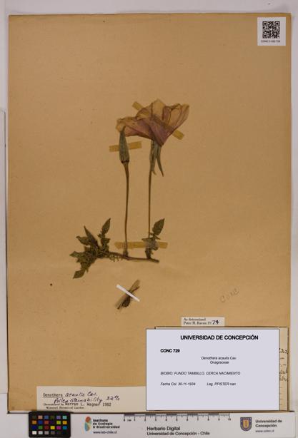 Oenothera acaulis [Espécimen: UDEC:CONC:0000729]