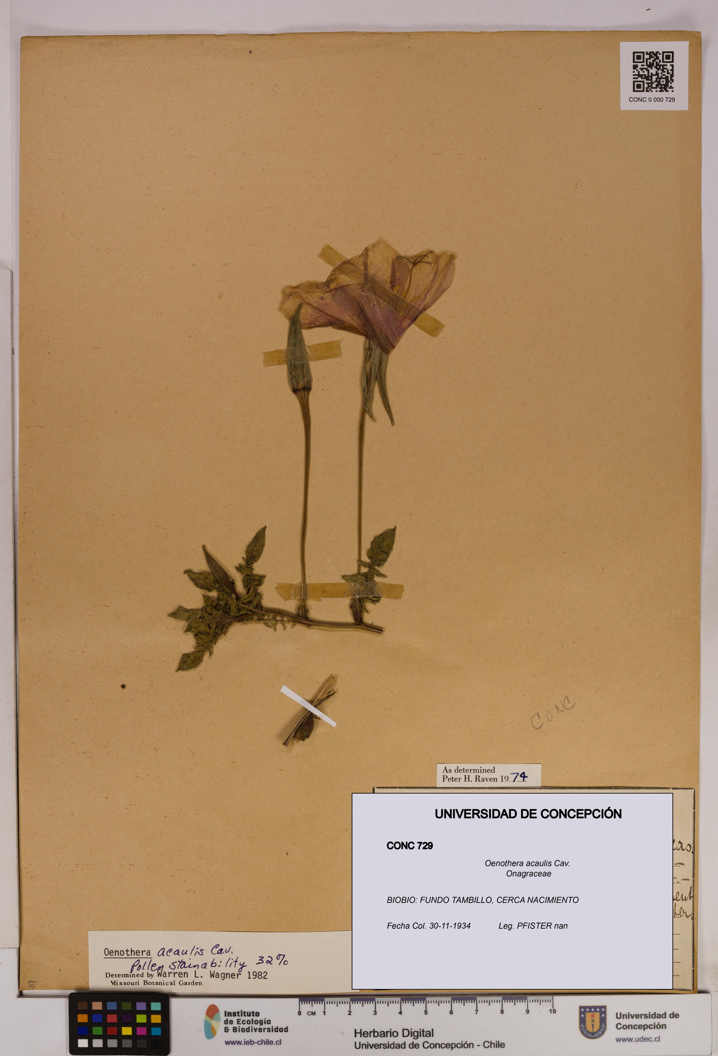 Oenothera acaulis [Espécimen: UDEC:CONC:0000729]