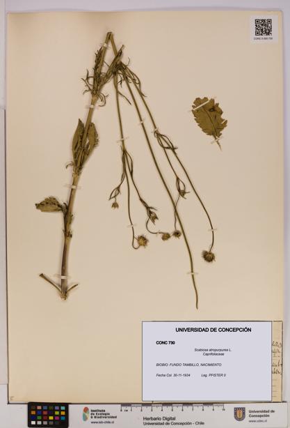 Scabiosa atropurpurea [Espécimen: UDEC:CONC:0000730]